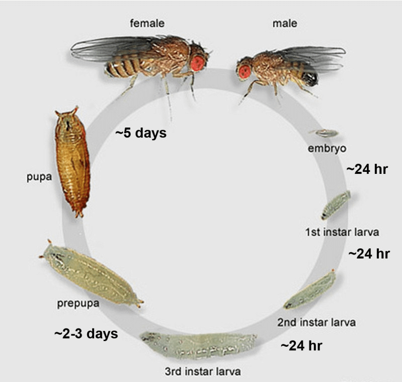 Life Cycle Of Blow Fly